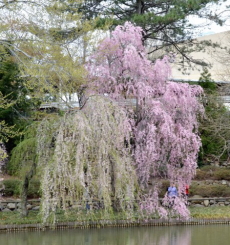 学習塾の桜